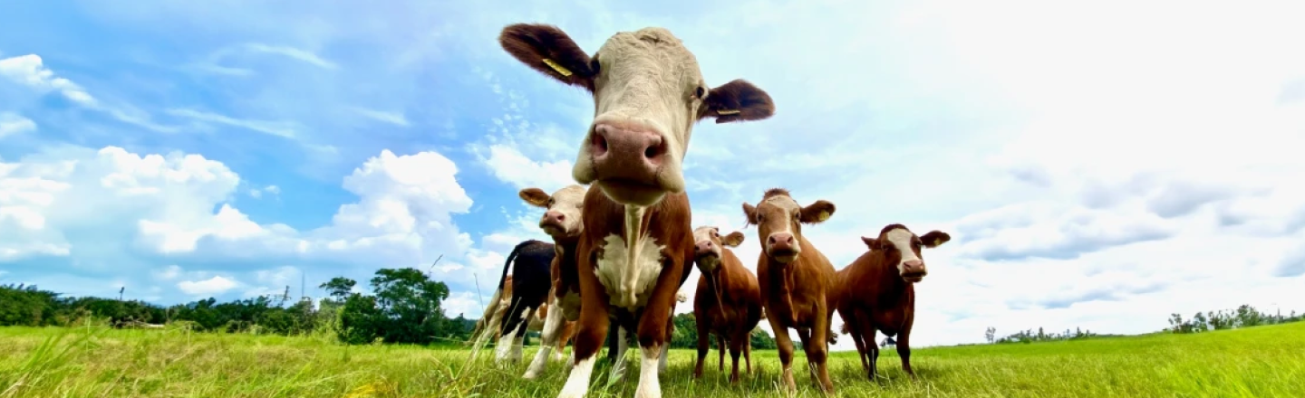 Fünf Rinder, welche in die Richtung der Kamera schauen und auf einer Weide stehen.